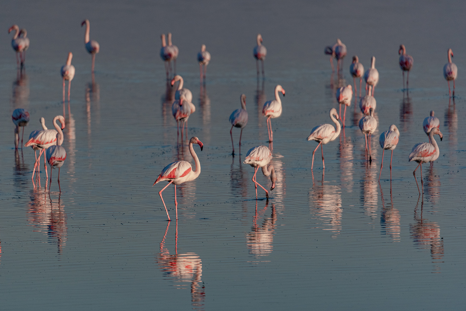 Romos Kotsonis (Cyprus) Flamingo pasture